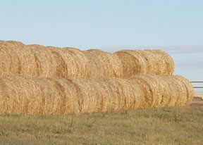 Hay bales