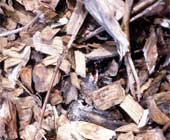 wood chips